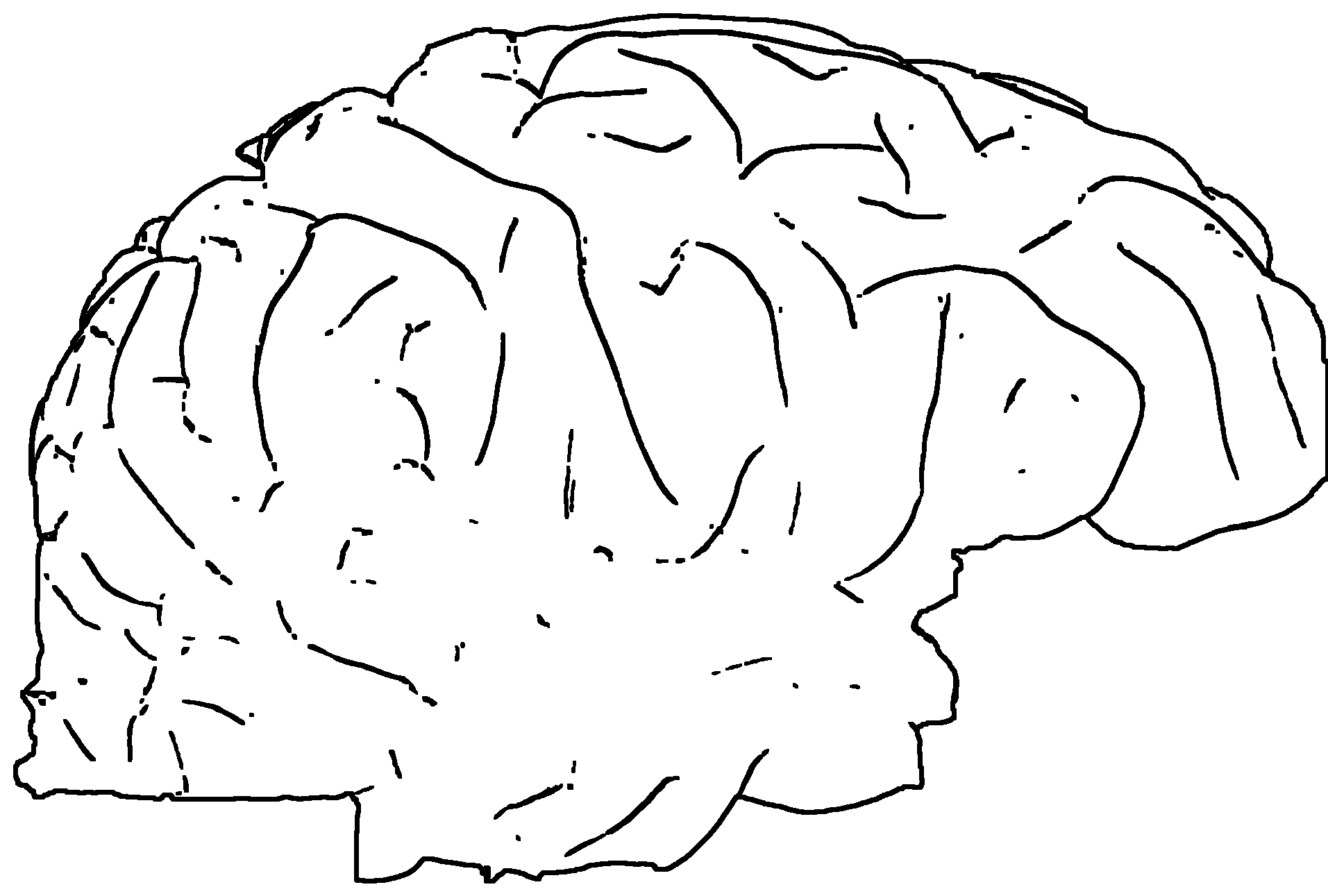 Illustration of a brain